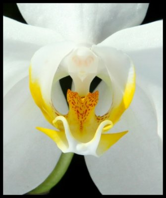 Orchid-003.jpg