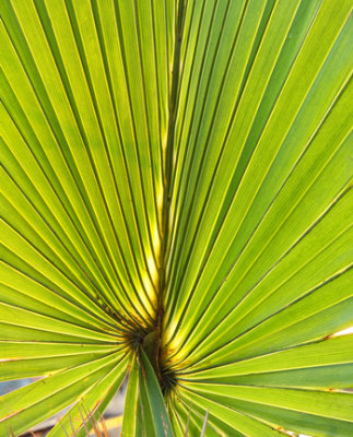 Palm-001-web.jpg