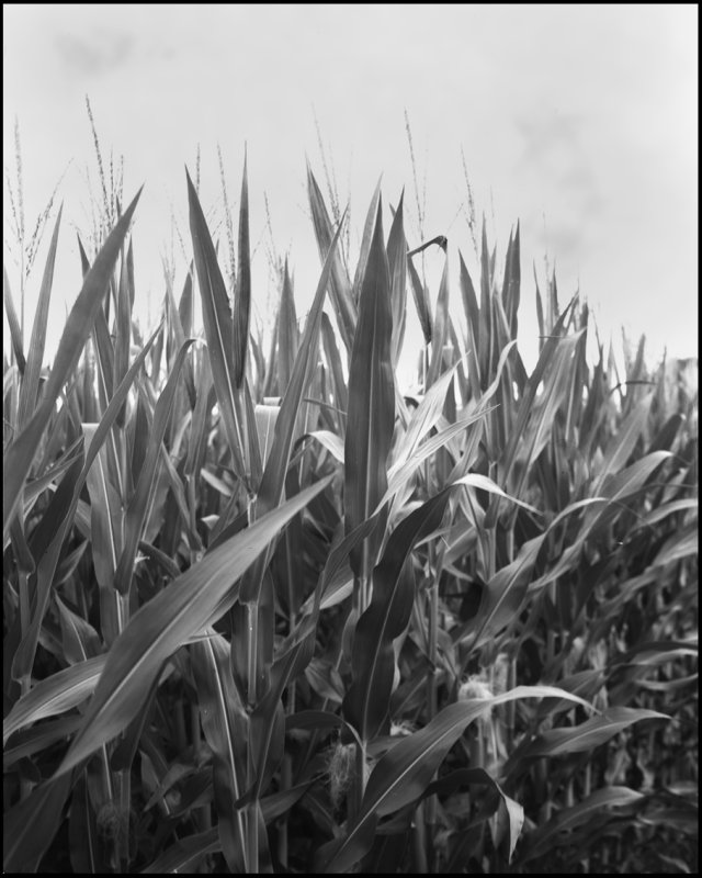 corn