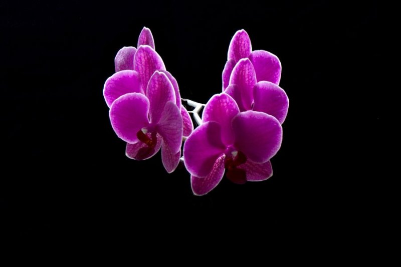 orchid1.jpg