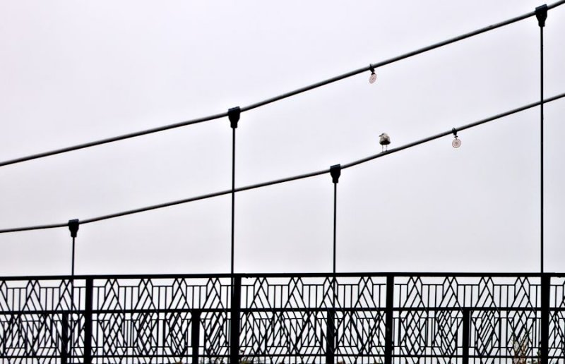 River Exe bridge_3.jpg