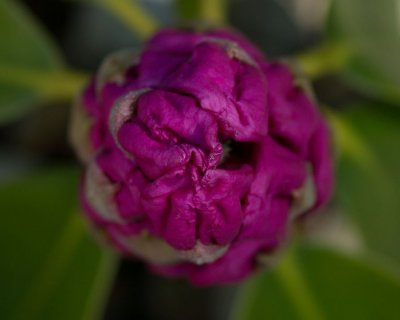 Rhododendron1.jpg