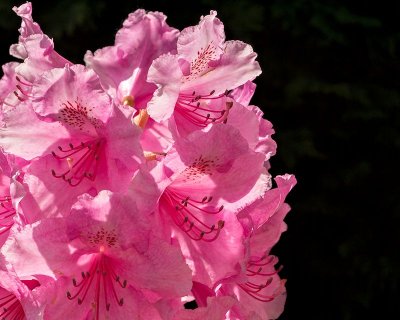 Rhododendron_31stMay