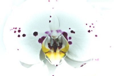 orchid_3.jpg