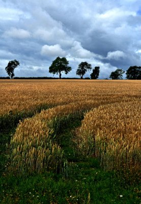 A field in Angus