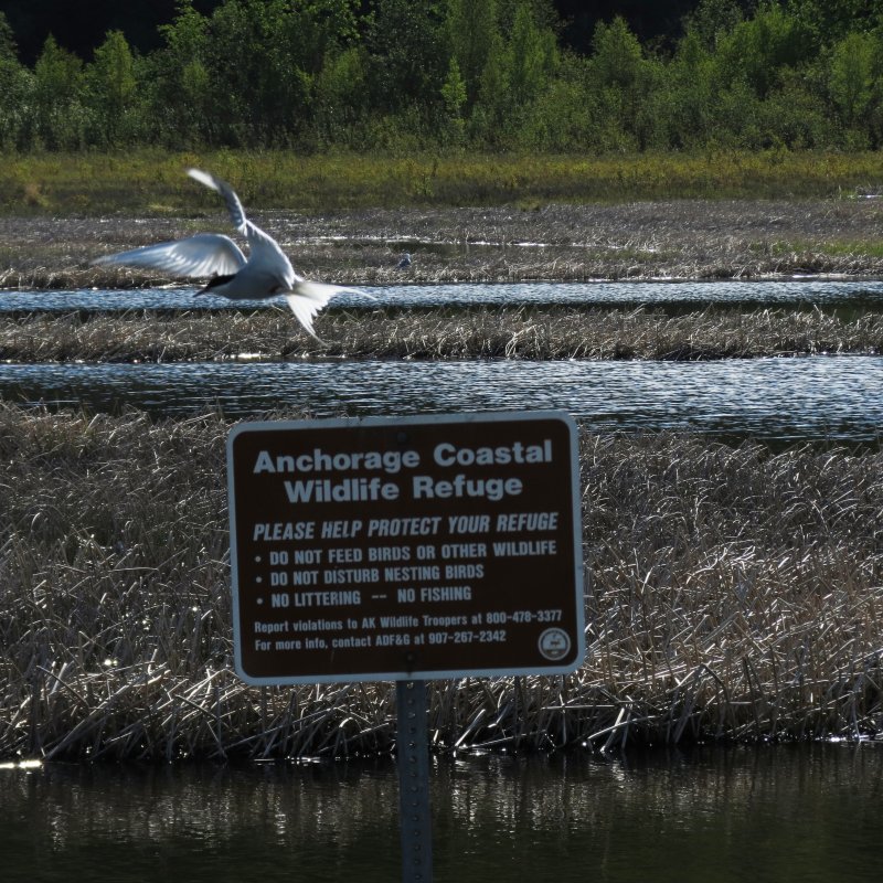 Potter Marsh