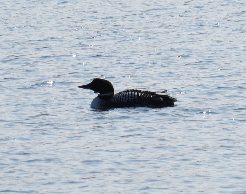 Common Loon