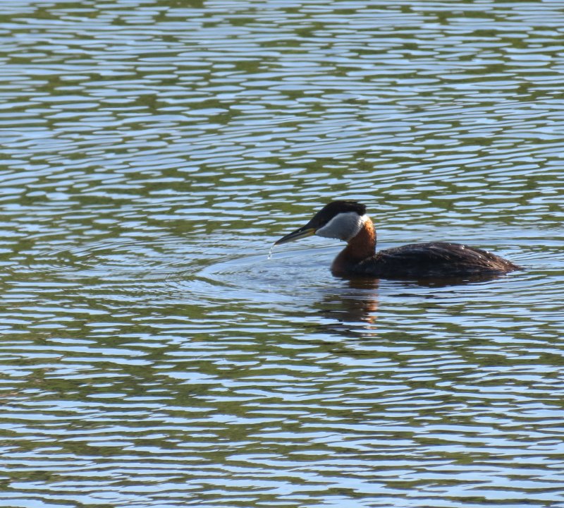 Red-necked grebe