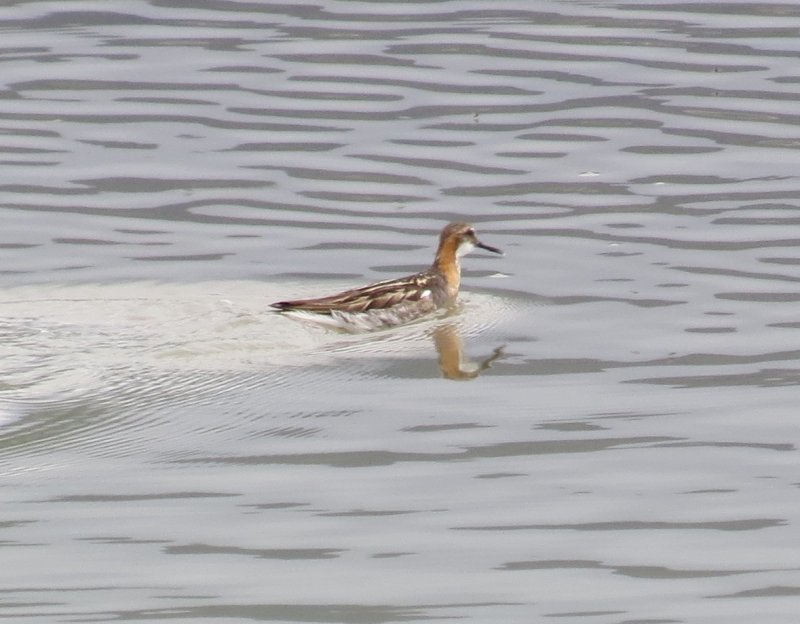  Red-necked Phalarope