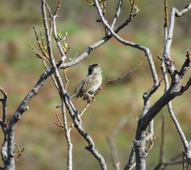 Golden-crowned Sparrow