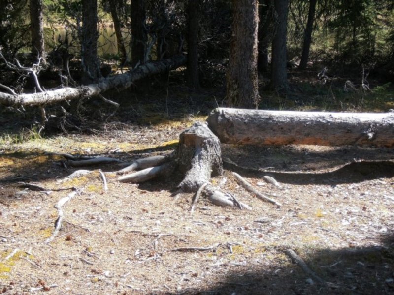 Beavers Work