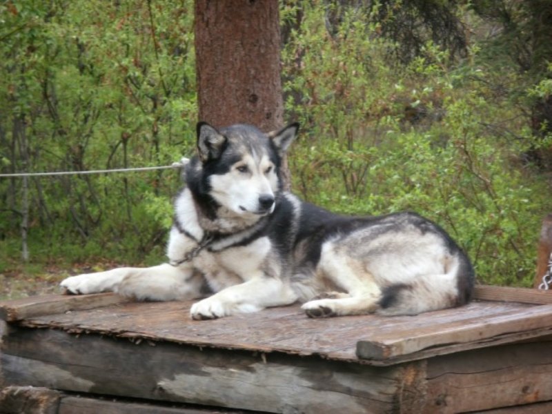 Sled Dog 