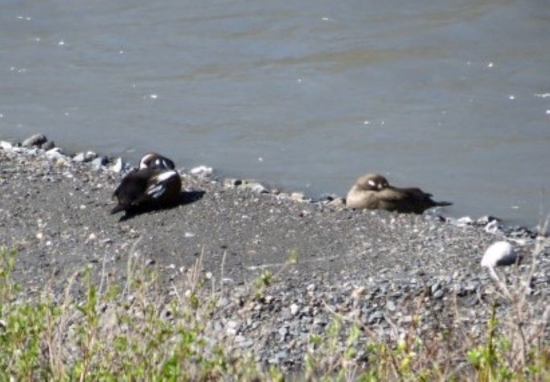  Harlequin Ducks