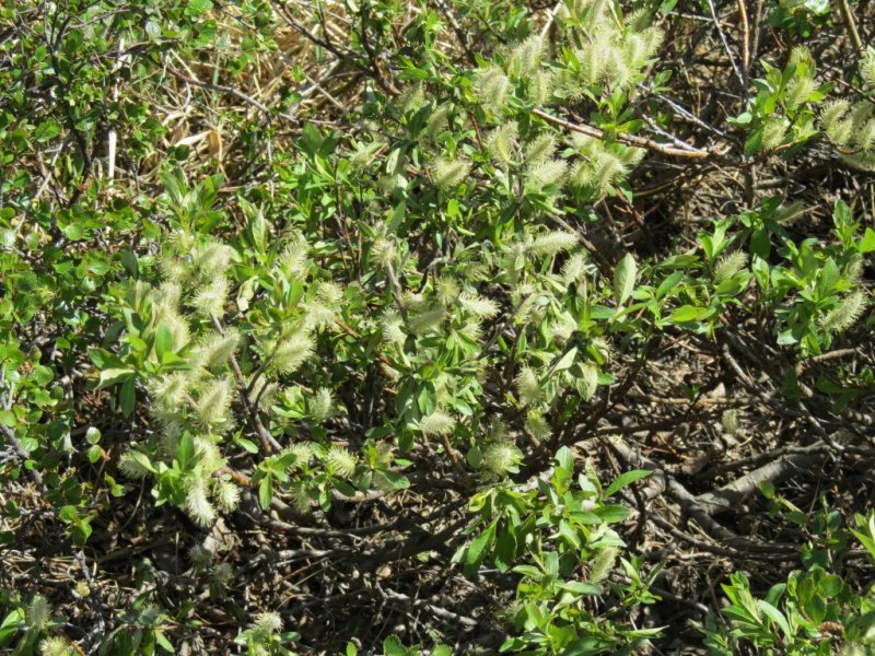  Catkins