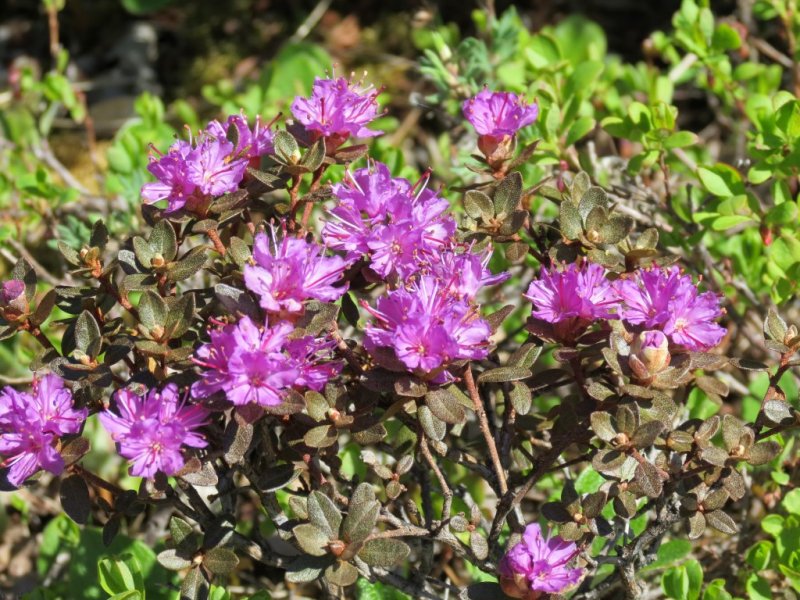 Dwarf Azalea 