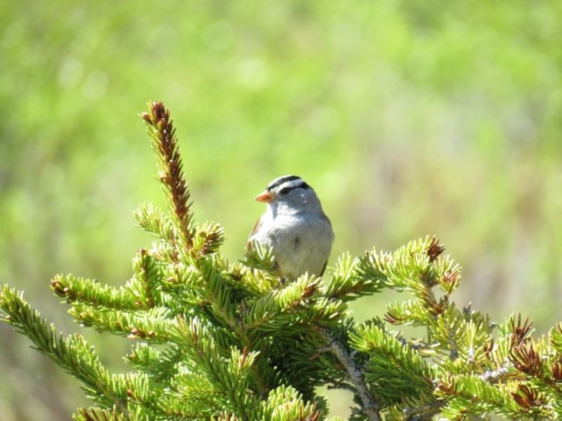 White-crowned Sparrow