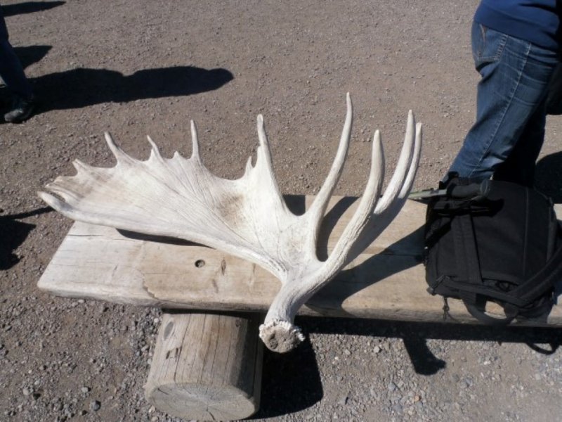 Moose Antler 