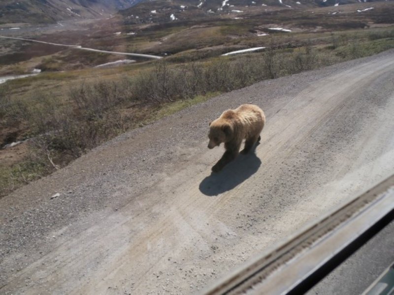 Brown Bear on Road 
