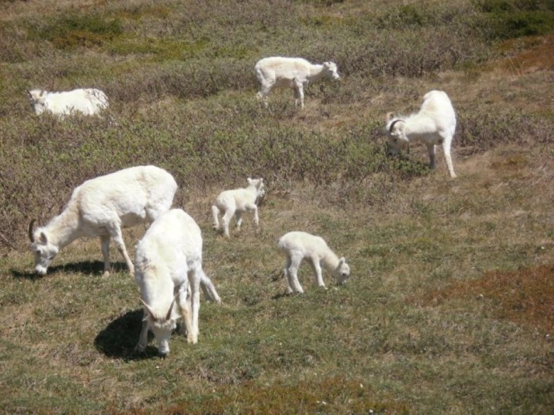 Dall Sheep Family 