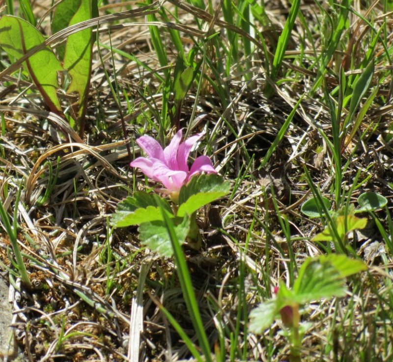 Pasque Flower