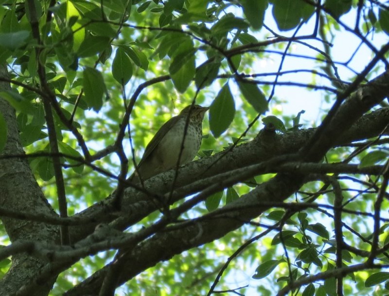  Swainsons Thrush on Waterfall Trail