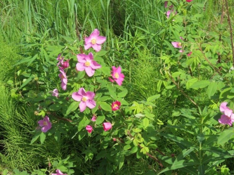 Wild Roses
