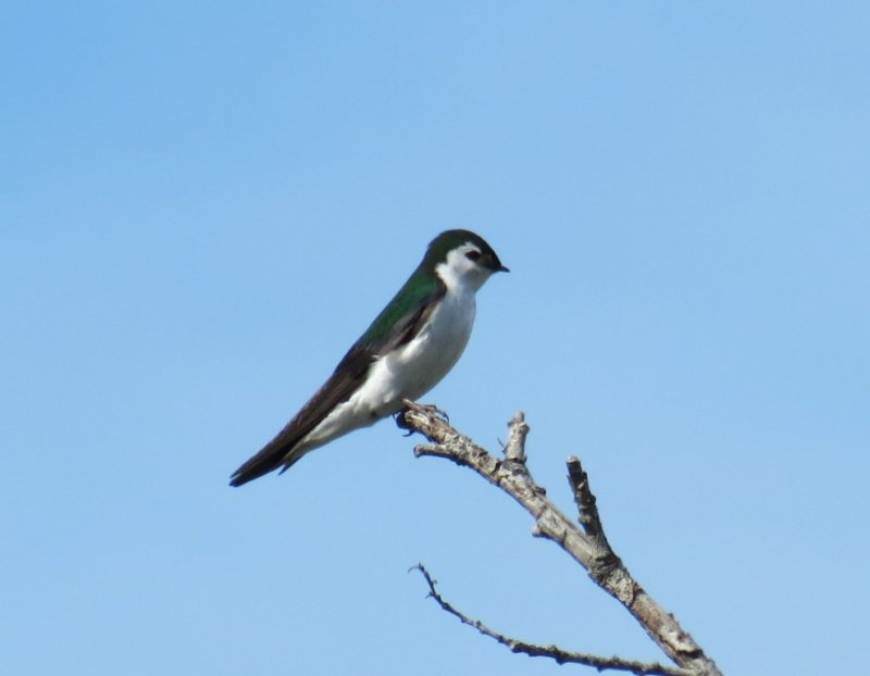 Violet-green Swallow -- everywhere at Moose Pass