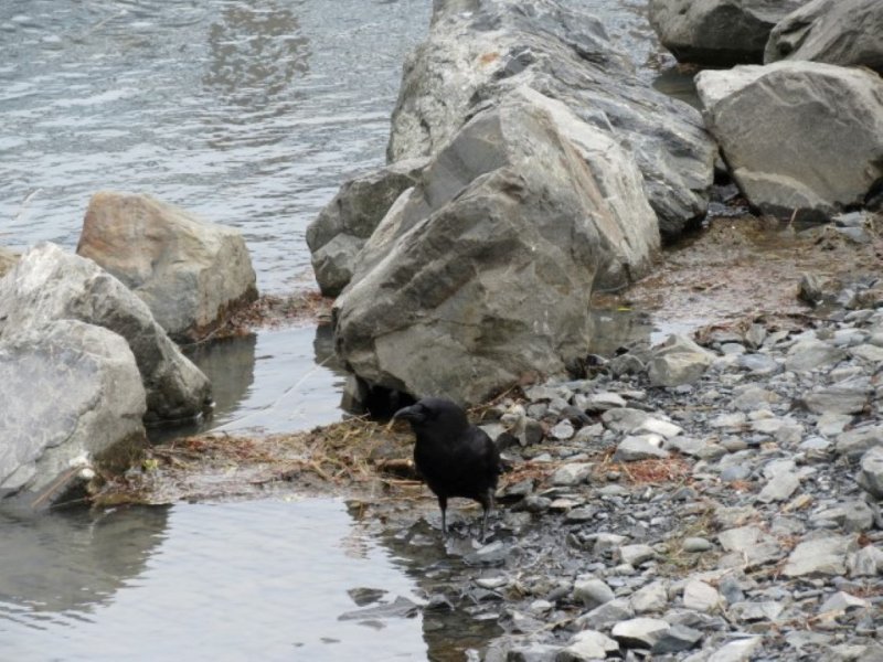 Common Raven 