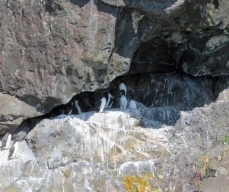  Common Murres 
