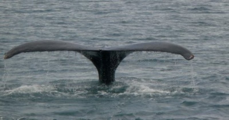 Humpback 