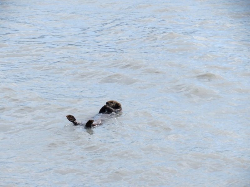  Sea Otter 