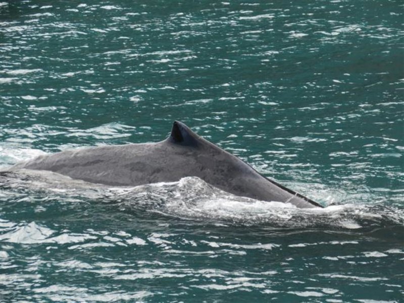 Orca 