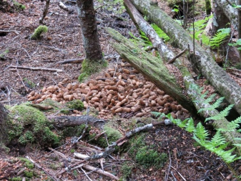 Squirrel Midden 