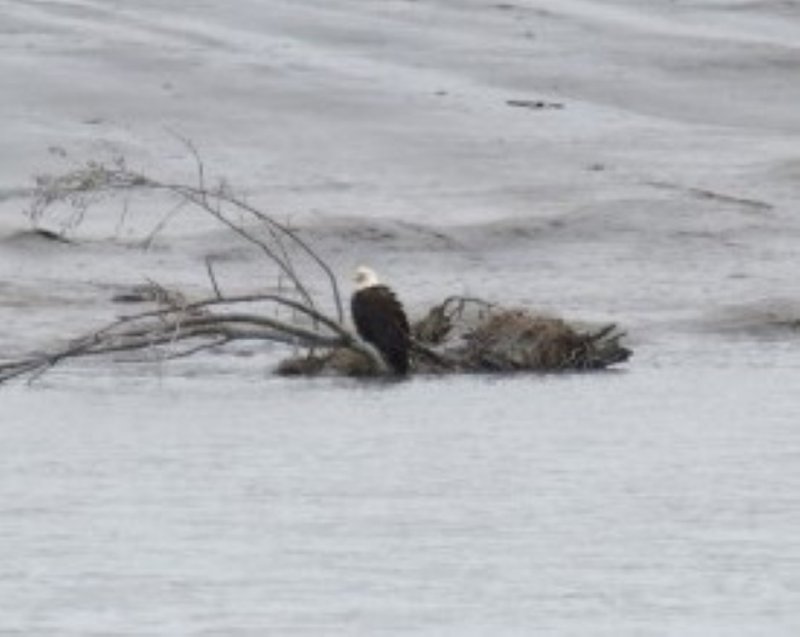 Bald Eagle on the way to Homer