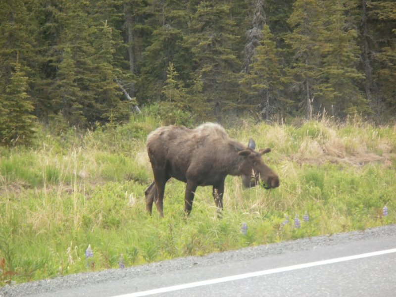 Bullwinkle