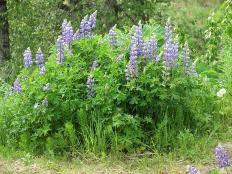 Lupins