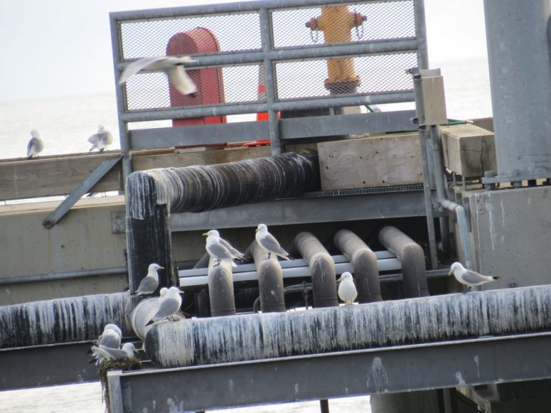 Nesting Gulls at Homer