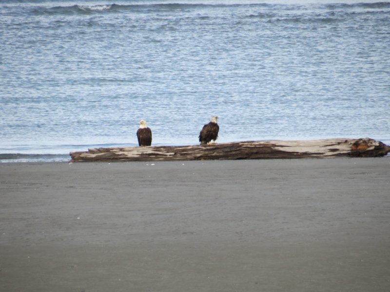 More Bald Eagles