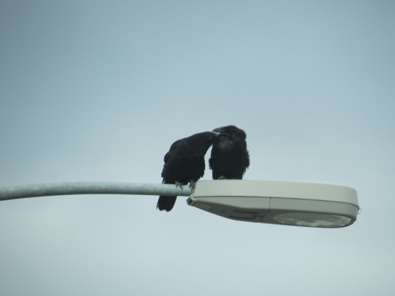 Two Ravens