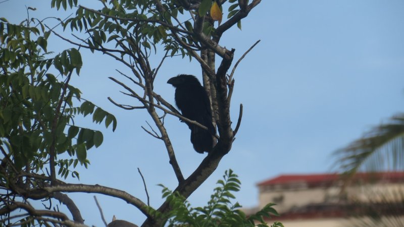 Groove-billed Ani