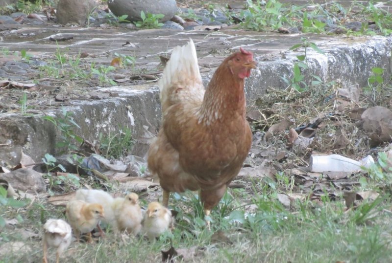 Chickens