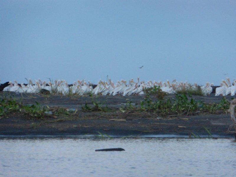 White Pelicans