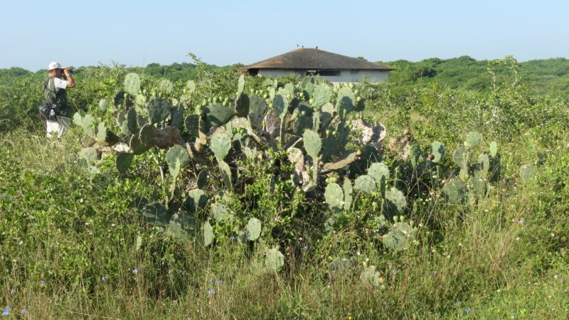 Cacti