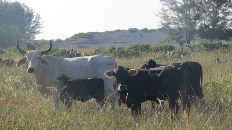 Cattle