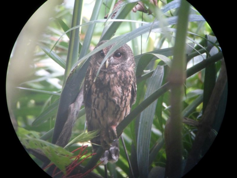 Mottled Owl