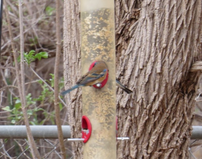  Lazuli Bunting at Patons in Patagonia
