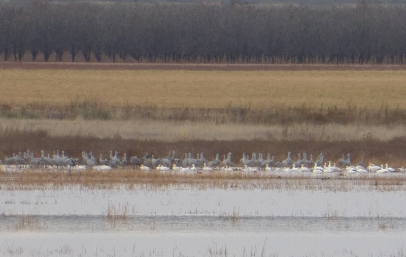 Sandhill Cranes and Rosss Geese