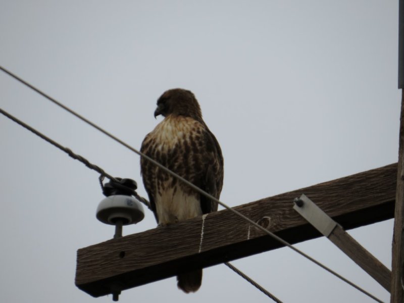 Red-tailed Hawk