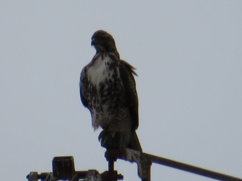 Red-tailed Hawk