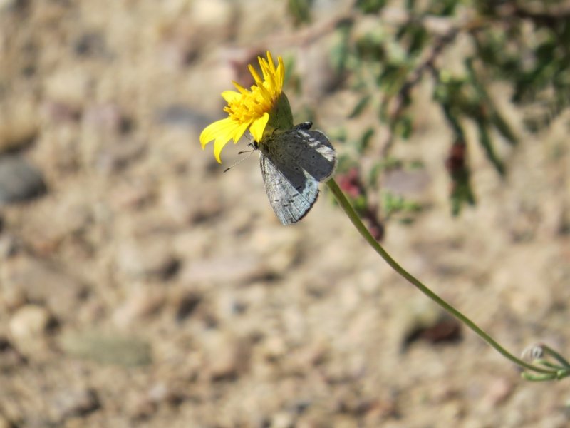 Azure butterfly